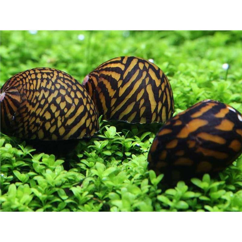 Neritina sp. tigre - imagine 3